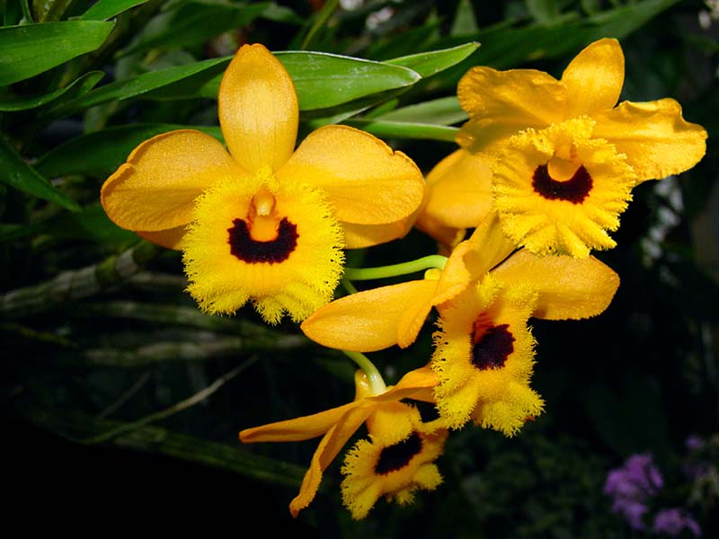 dendrobium_fimbriatum_oculatum2_cd