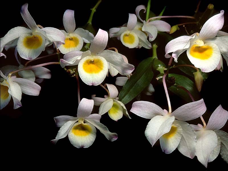 dendrobium_findlayanum_cd