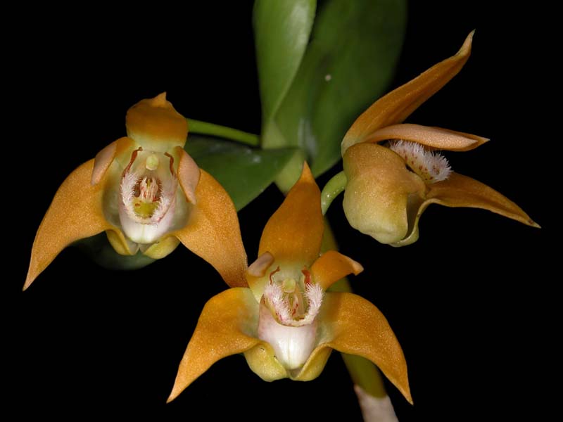 dendrobium_fleckeri_cd