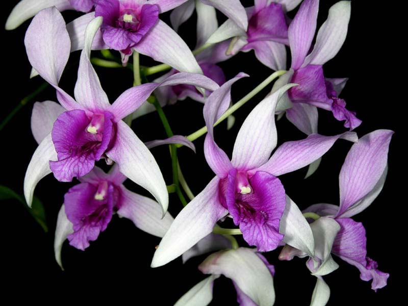 dendrobium_fleischeri_cd