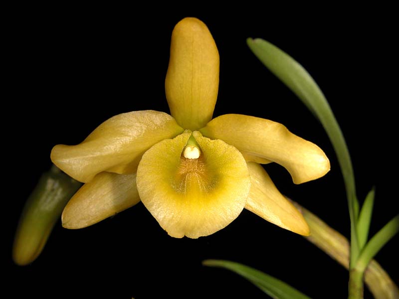 dendrobium_friedricksianum_cd