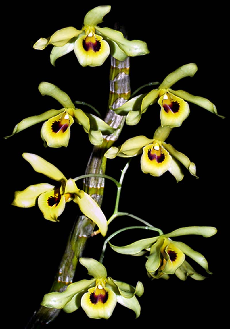 dendrobium_friedricksianum_oculatum _cd