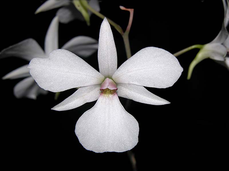 dendrobium_fytchianum_cd