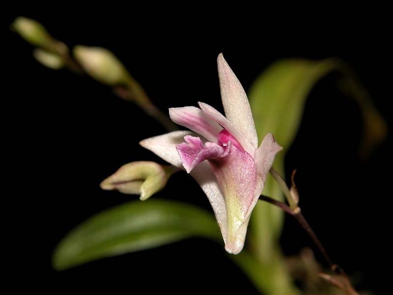 dendrobium_garettii_cd