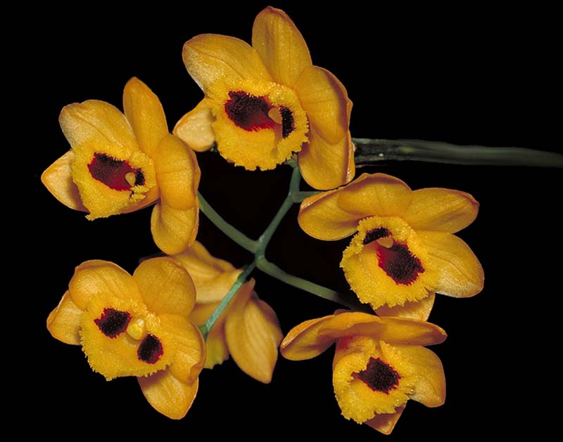 dendrobium_gibsonii_cd