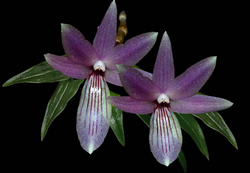 dendrobium_gonzalesii_cd