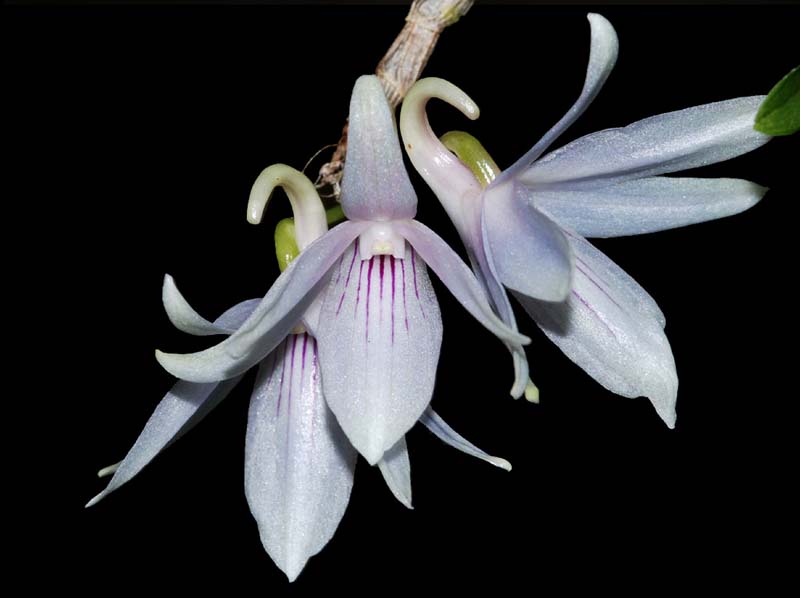 dendrobium_gonzalesii_ws_cd