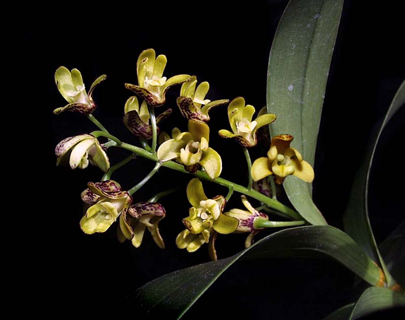 dendrobium_gracilicaule_cd