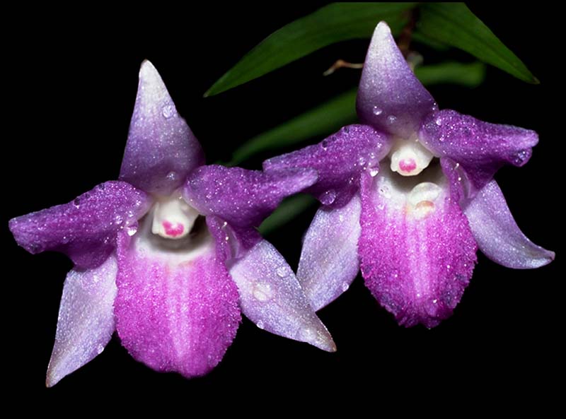 dendrobium_gramineum_cd