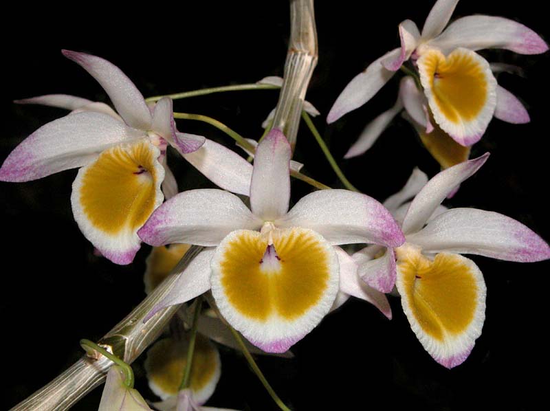 dendrobium_gratiossissimum3_cd