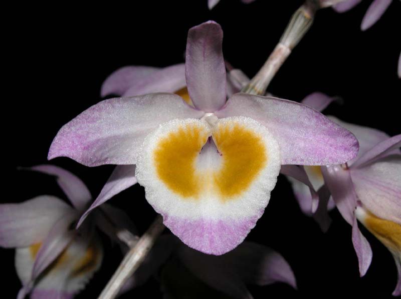 dendrobium_gratiossissimum4_cd