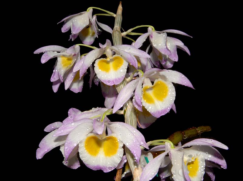 dendrobium_gratiossissimum5_cd