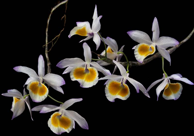 dendrobium_gratiossissimum_cd