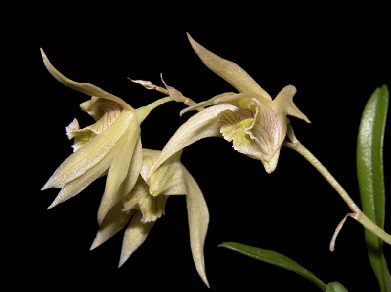 dendrobium_gregulus_ws_cd