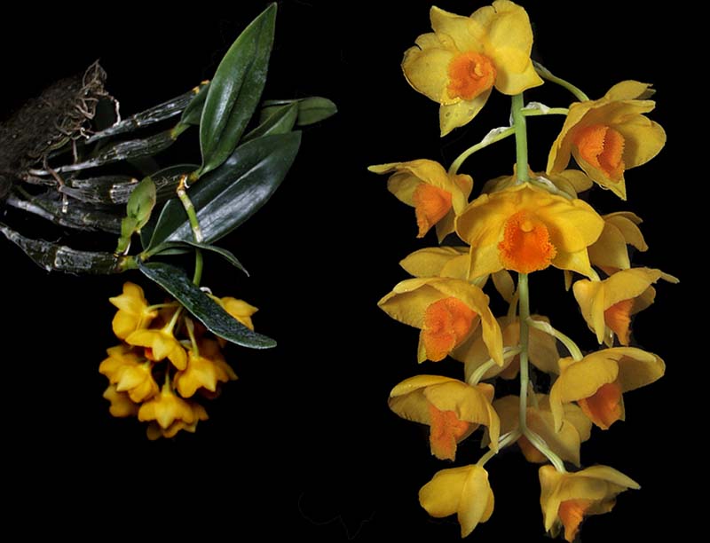 dendrobium_griffithianum_cd