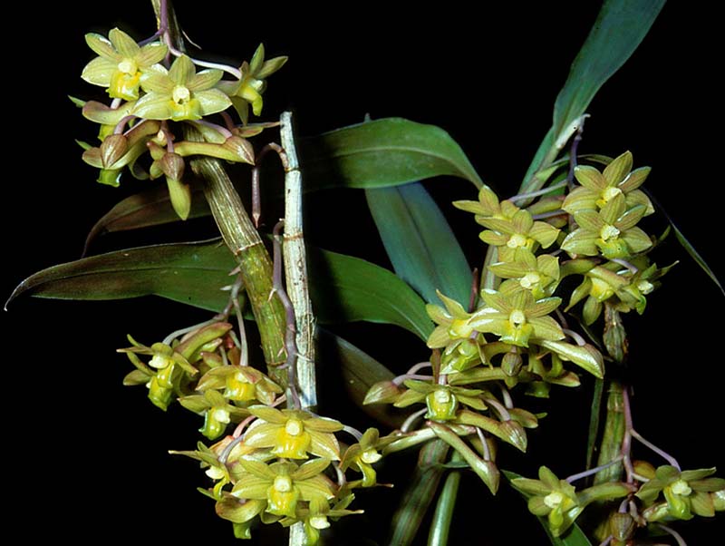 dendrobium_guereroi2_cd