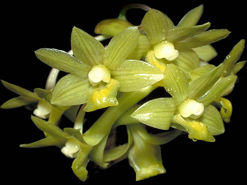 dendrobium_guereroi_cd