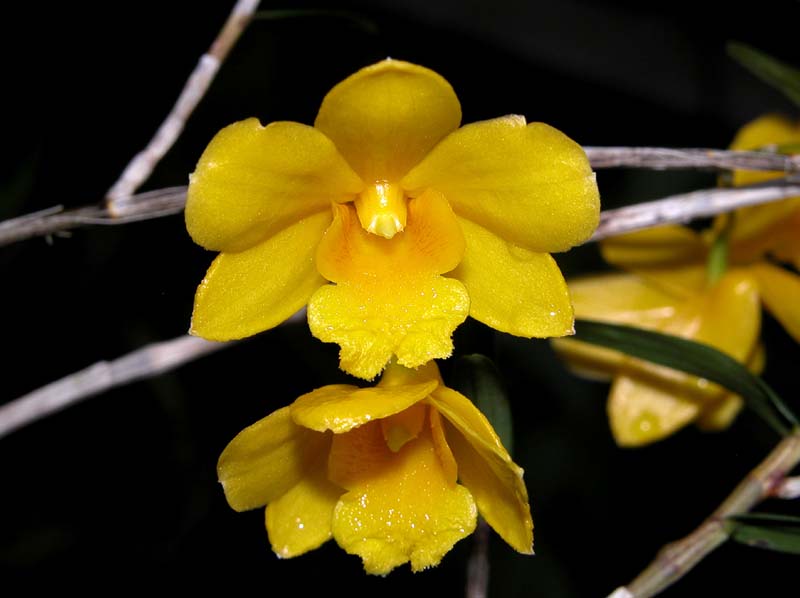 dendrobium_hancockii_dwarf2_cd