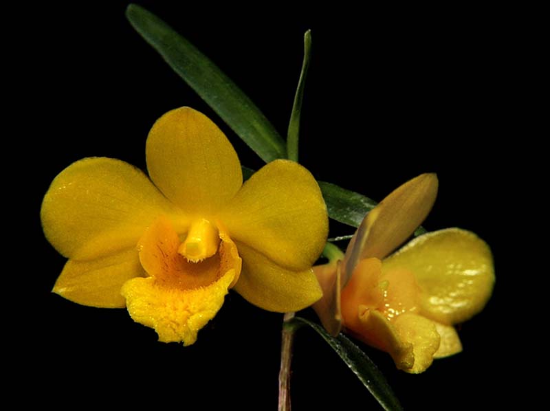 dendrobium_hancockii_dwarf_cd