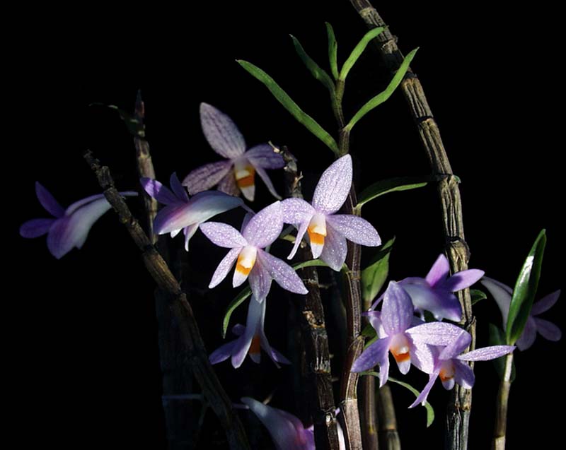 dendrobium_hasseltii_cd