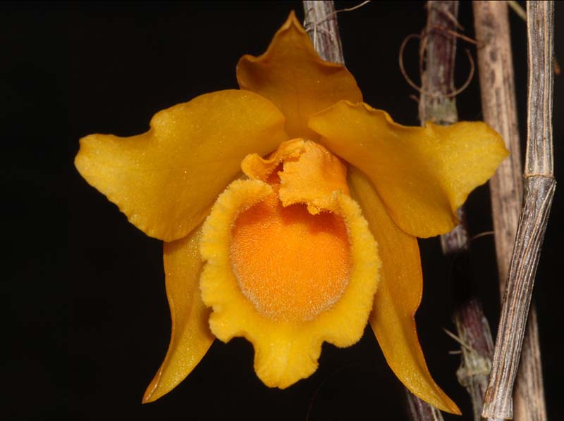 dendrobium_henryi_ws_cd