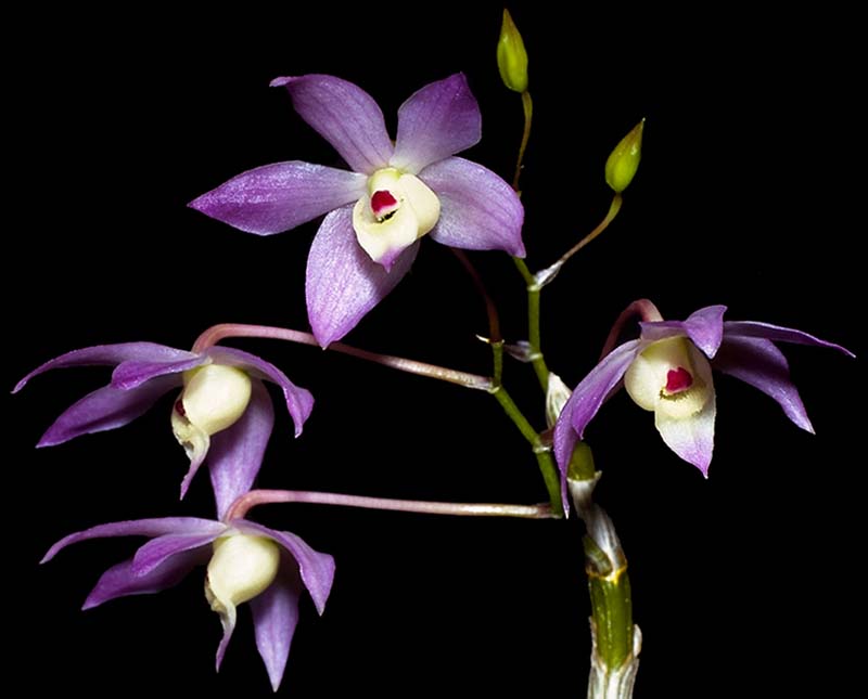 dendrobium_hercoglossum2_cd