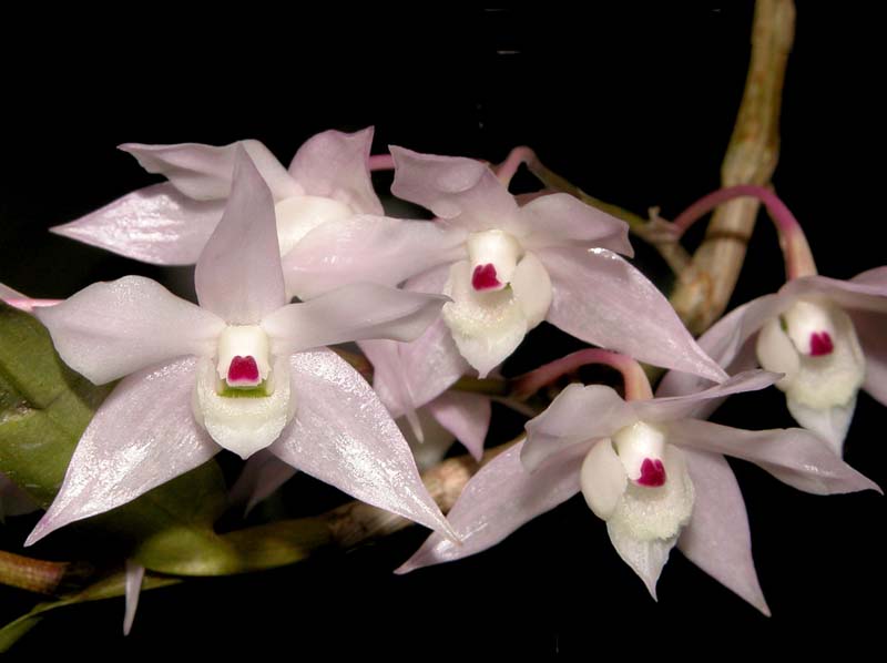 dendrobium_hercoglossum5_cd