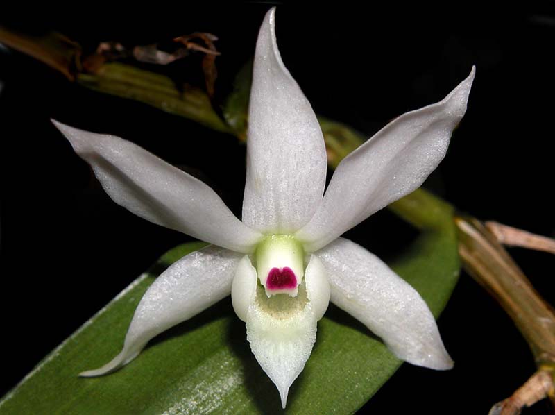 dendrobium_hercoglossum_album_ws_cd