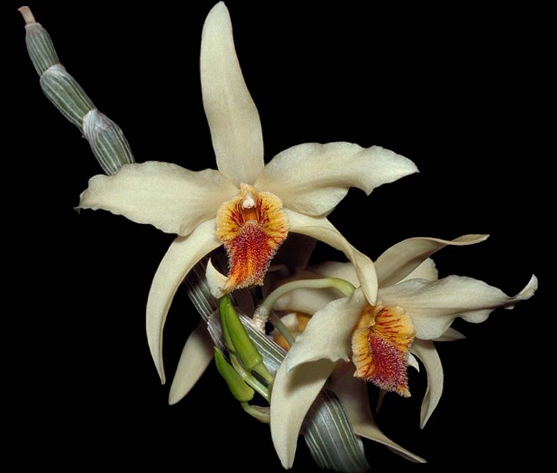 dendrobium_heterocarpum2_cd