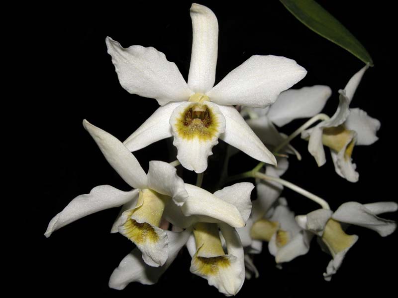 dendrobium_heterocarpum_philippinen_ws_cd