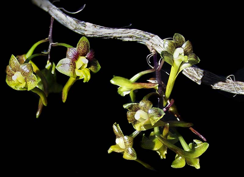 dendrobium_hymenophyllum_cd