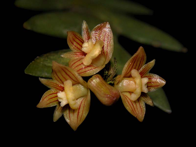 dendrobium_indivisum_cd