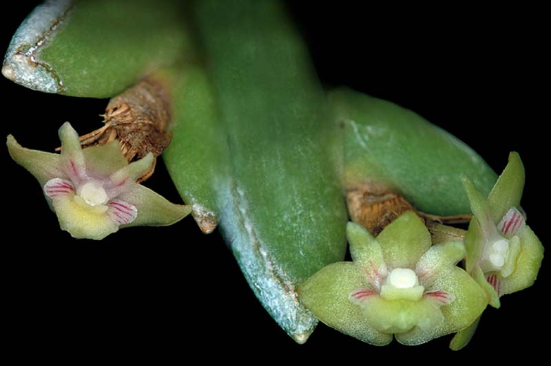 dendrobium_indivisum_lampangense_cd