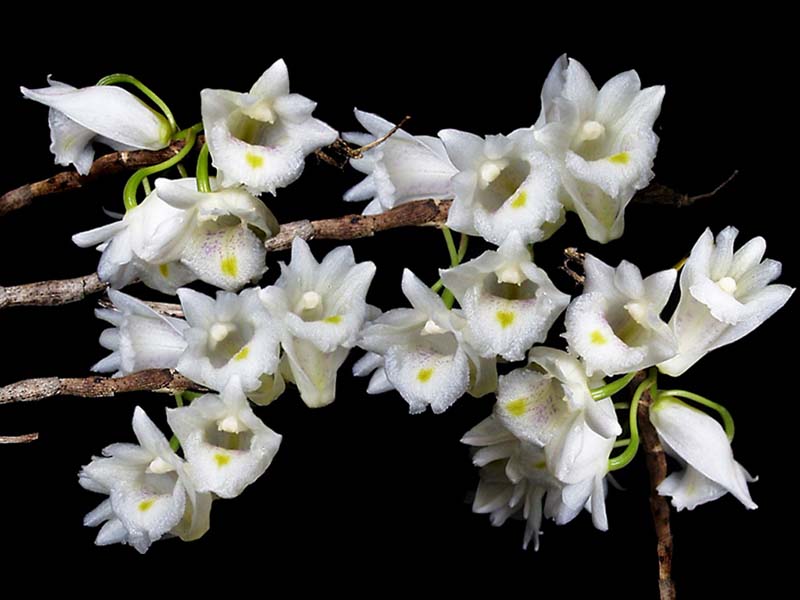 dendrobium_inflatum_cd