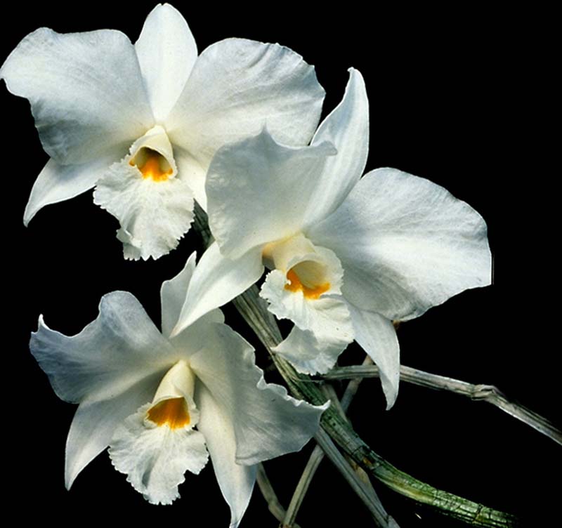 dendrobium_infundibulum _cd