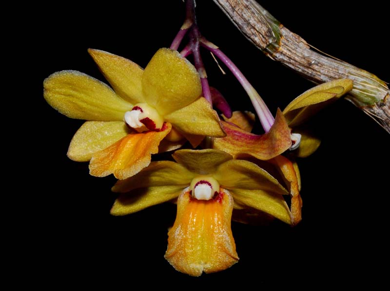 dendrobium_ionopus_MG_cd