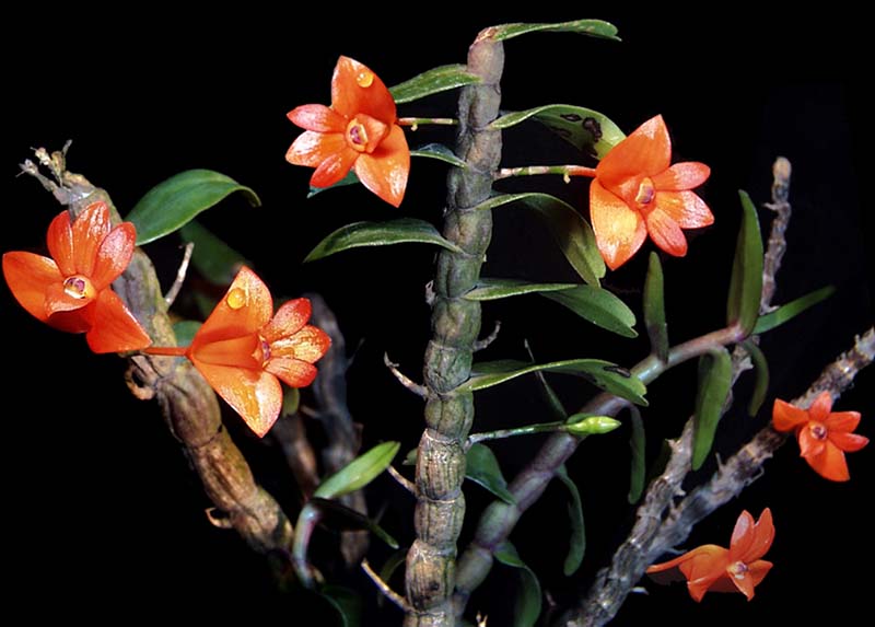 dendrobium_jakobsonii2_cd