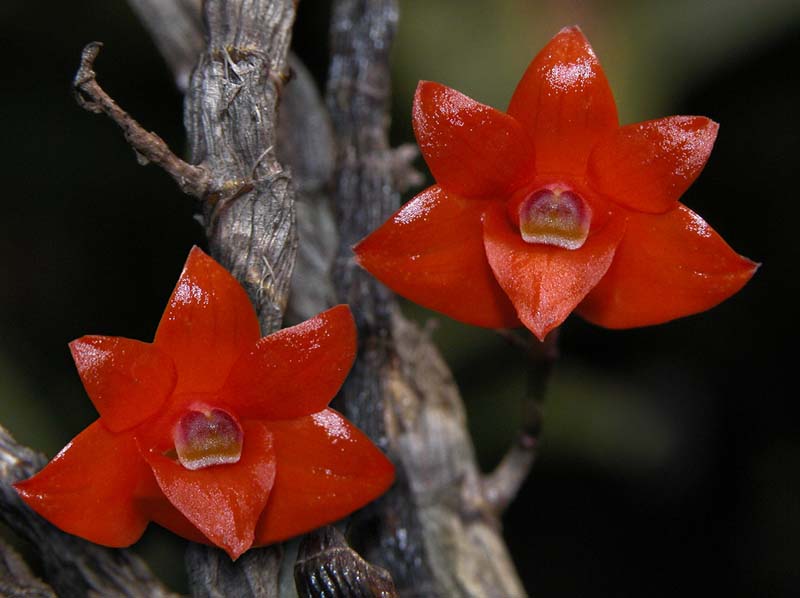 dendrobium_jakobsonii_ws_cd