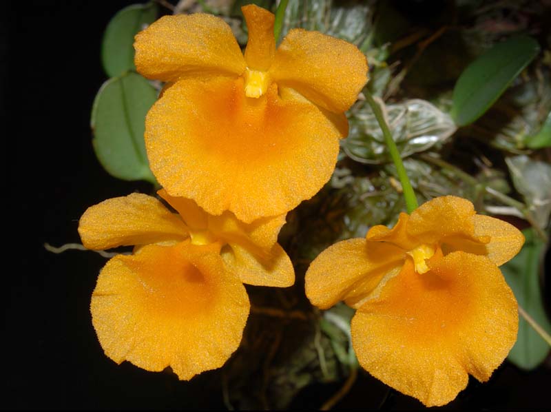 dendrobium_jenkinsii_ws_cd