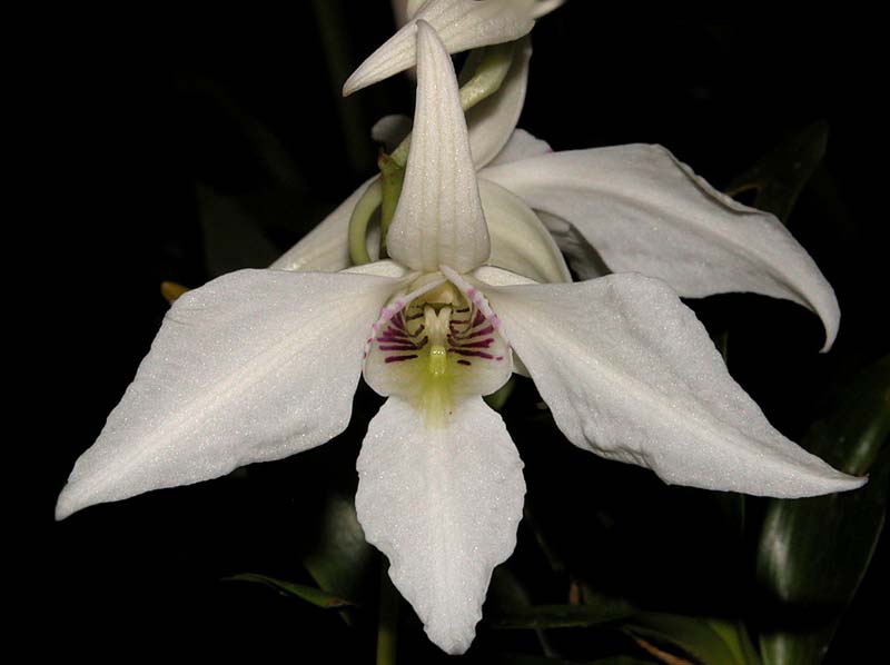 dendrobium_johnsoniae_cd