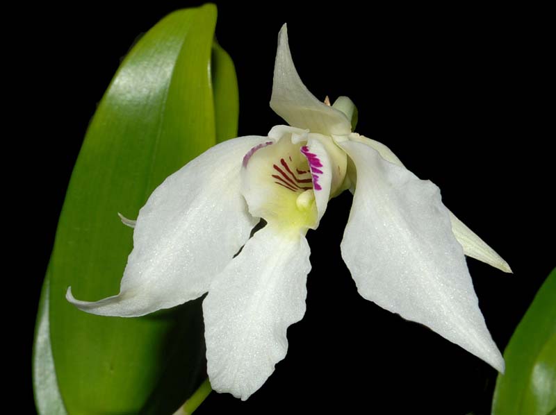 dendrobium_johnsoniae_ws_cd