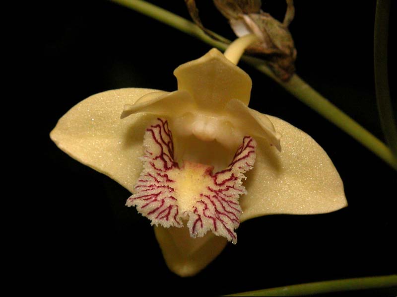 dendrobium_junceum2_cd