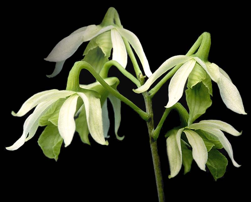 dendrobium_kauldorumii_cd