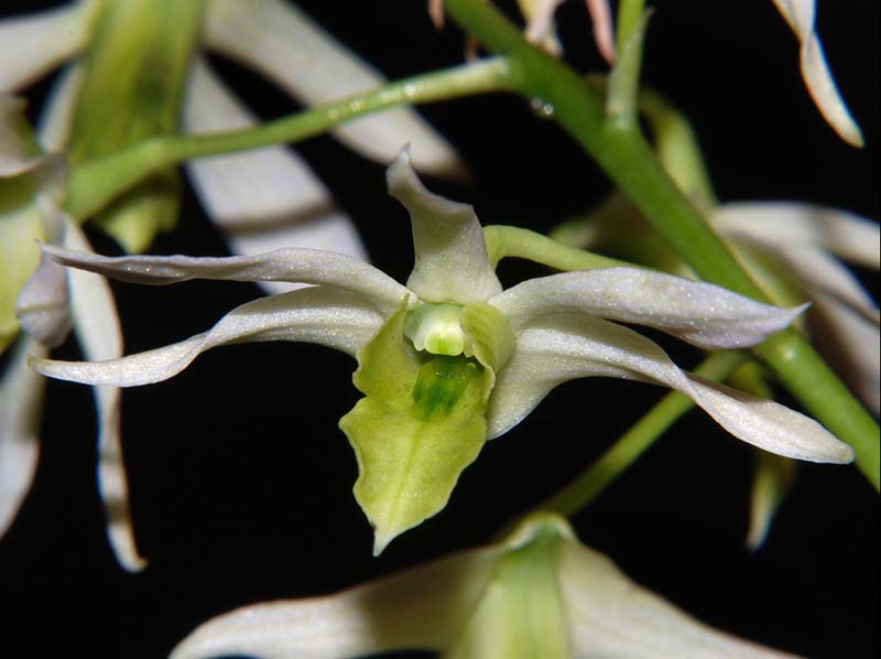 dendrobium_kauldorumii_ws_cd