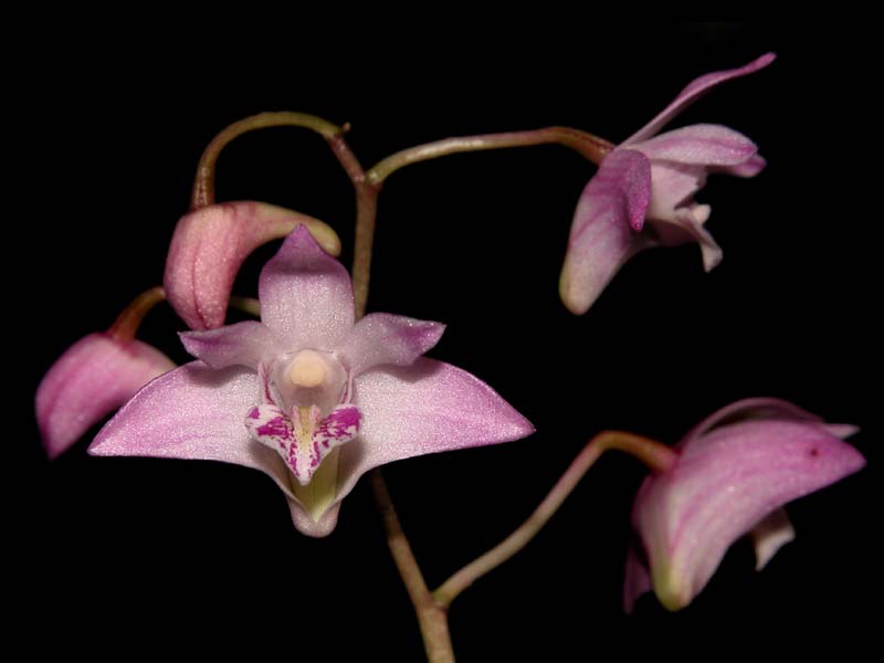 dendrobium_kingianum_cd