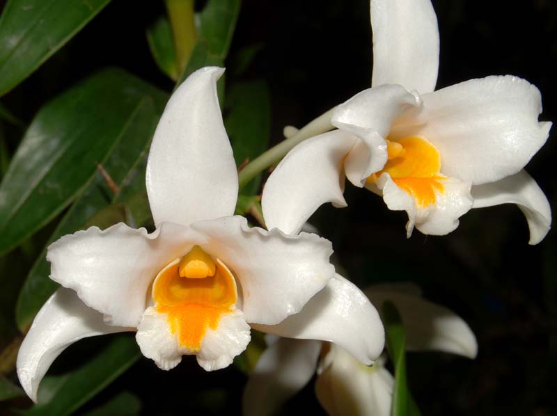 dendrobium_kontumense2_ws_cd