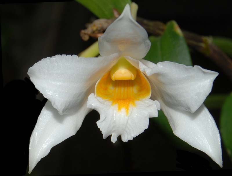 dendrobium_kontumense_ws_cd