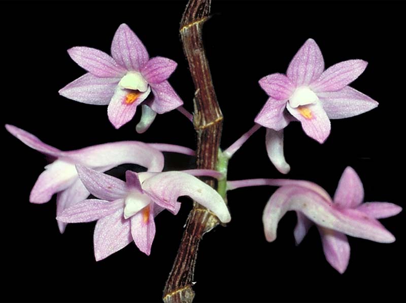 dendrobium_kuhlii_cd