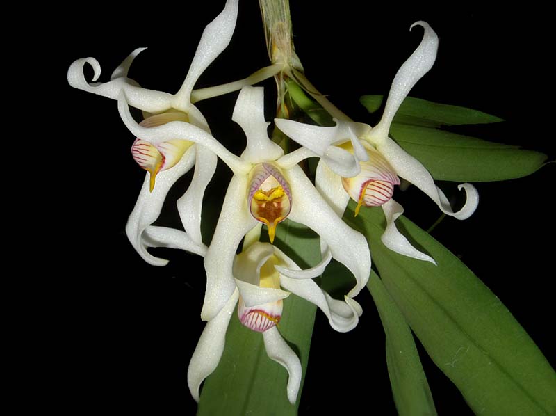 dendrobium_lacteum_ws_cd