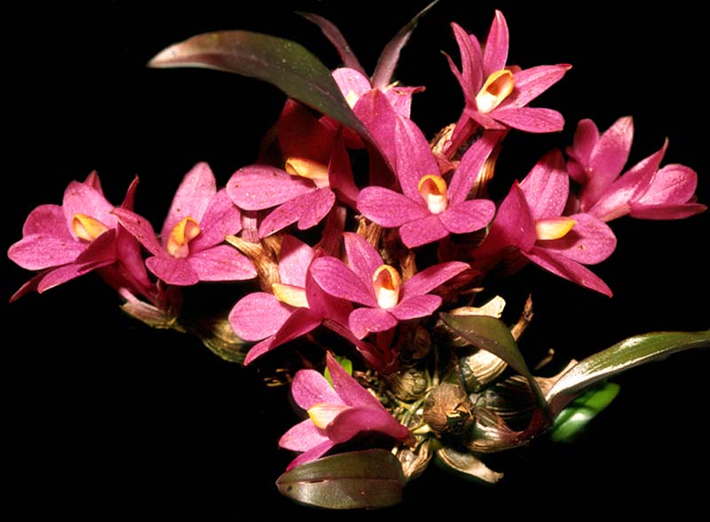 dendrobium_laevifolium2_cd